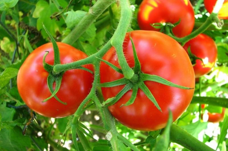 Top 10 Tomato Producing Countries in the World