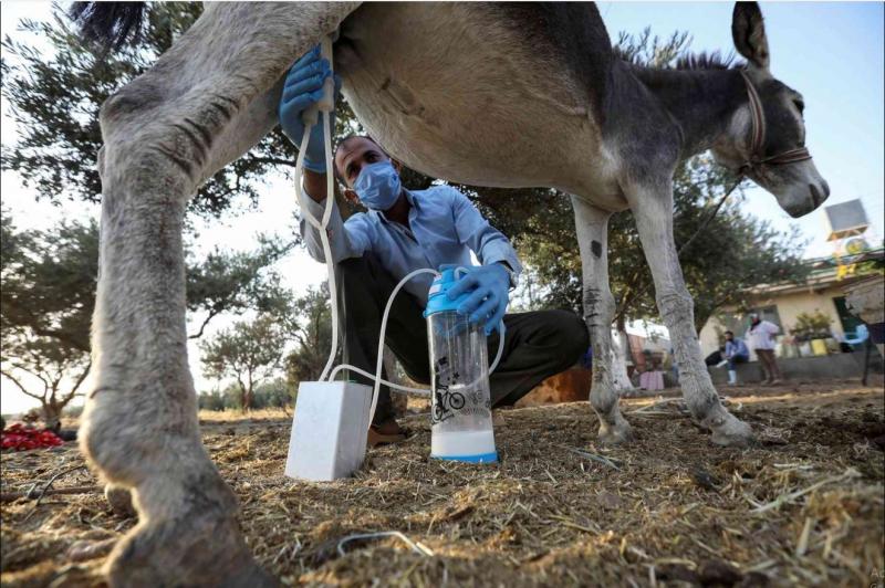 The Health Benefits of Donkey Milk: A Rare Nutritional Source