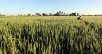 Countries producing wheat Wheat-producing countries