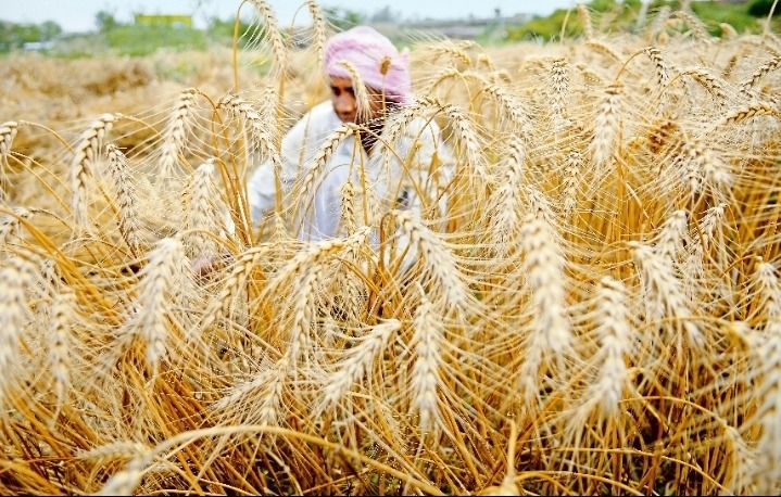 Top Wheat-Producing Countries Worldwide