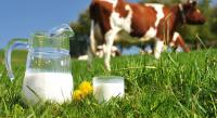 Cow's milk Cow's milk