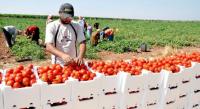 Food export Food export