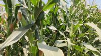 The top 10 corn-producing countries The top 10 corn-producing countries
