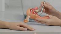 أعراض هبوط الرحم أعراض هبوط الرحم