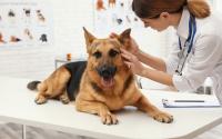 The best veterinary clinics in Lebanon The best veterinary clinics in Lebanon