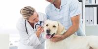 The best veterinary clinics in Lebanon