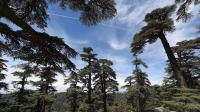 Cedars forests Cedar forests