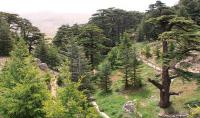 Tannourine Cedar Reserve Tannourine Cedars Nature Reserve