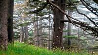 Forest of the Cedars of God Forest of the Cedars of God