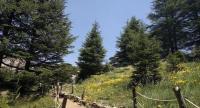 The Forest of the Cedar of God Forest of the Cedars of God