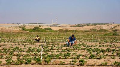 3% فقط من الأراضي الزراعية في غزة متاحة للمزارعين