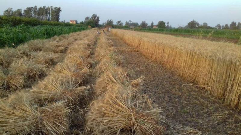 سوريا تحدد سعر شراء القمح المحلي لموسم 2023