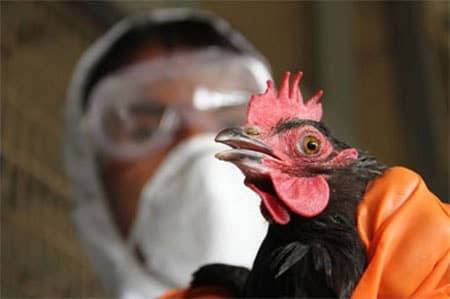 أميركا تبدأ بإختبار لقاحات أنفلونزا الطيور