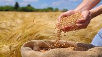 Wheat reserves Wheat reserve