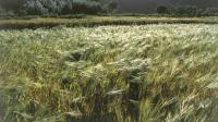 The largest wheat reserve in the world. The largest wheat reserve in the world.