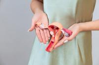 Menstrual cycle Menstrual cycle