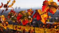 Autumn in Lebanon Autumn in Lebanon