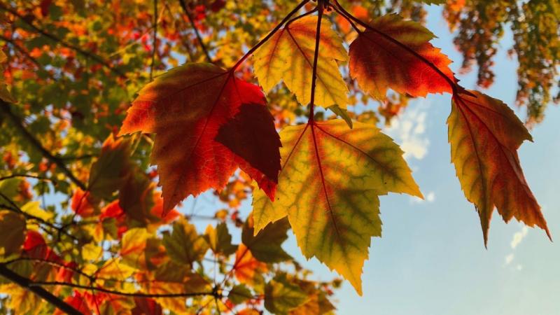When Does Fall 2026 Begin? Key Dates and Facts