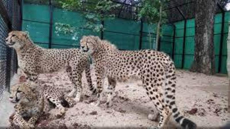 فهود أفريقية في الهند.. هل تتأقلم؟