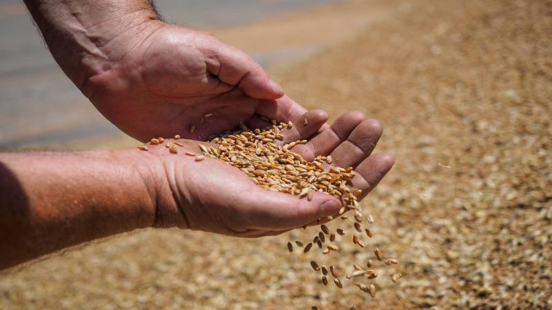 مشتري الحبوب الحكومي العراقي يعلن شراء أكثر من مليون طن من القمح