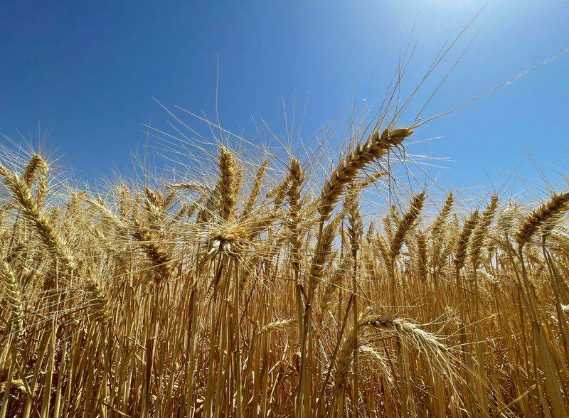 تونس ترفع سعر شراء القمح الصلد من المزارعين المحليين