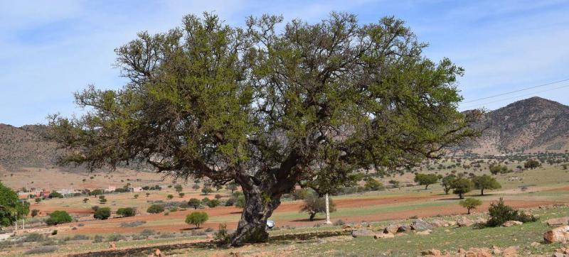 بمبادرةٍ من المغرب.. الأمم المتحدة تحتفي بيوم شجرة الأركان