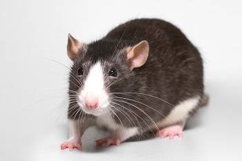 دراسة تجد أن هرمونا يساعد في منع فقدان العضلات لدى الفئران