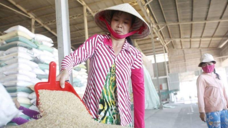 فيتنام تسعى لخفض صادرات الأرز السنوية بنسبة 44%