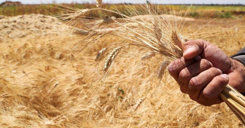 روسيا تتوقع تصدير نحو 55 مليون طن من الحبوب سنويا