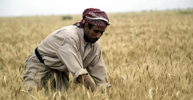 موسم القمح.. العراق يلجأ الى آبار الصحراء بعد جفاف الأنهار