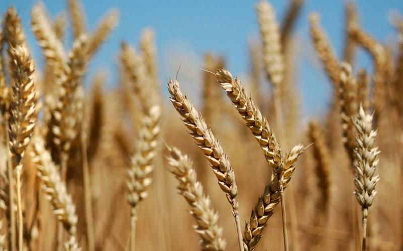 العراق يشتري 150 ألف طن من القمح الأسترالي