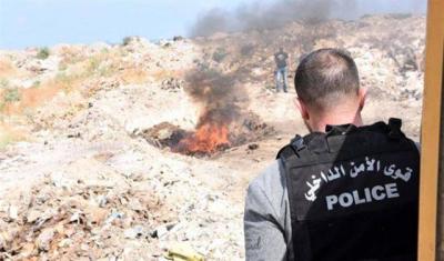 إتلاف  205 كلغ من الحشيشة في صيدا