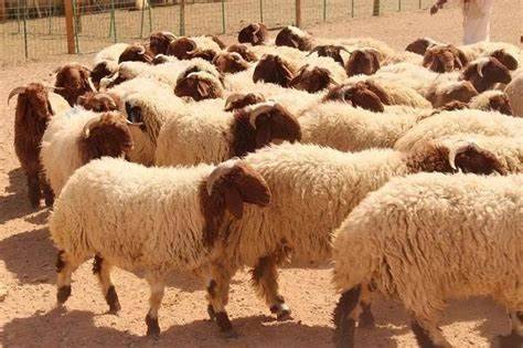 الأتراك يضحون بأكثر من 3 ملايين رأس ماشية في أيام العيد