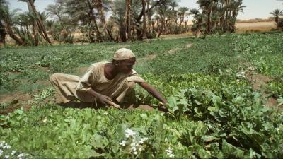 تدهور أوضاع المزارعين في السودان... والجوع يلوح في الأفق