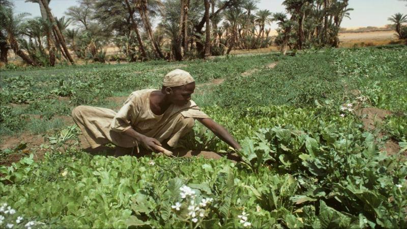 تدهور أوضاع المزارعين في السودان... والجوع يلوح في الأفق