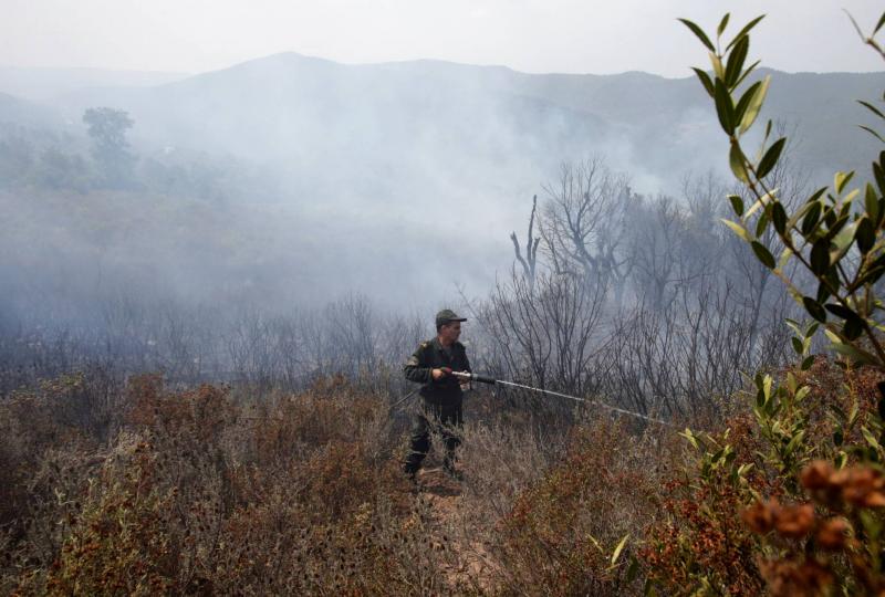 الجزائر: تمّ احتواء حرائق غابات ضخمة