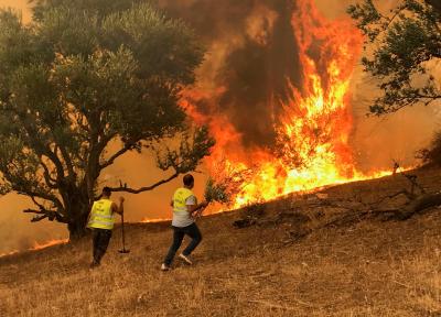 الداخلية الجزائرية: حرائق الغابات تودي بحياة 34 شخصاً