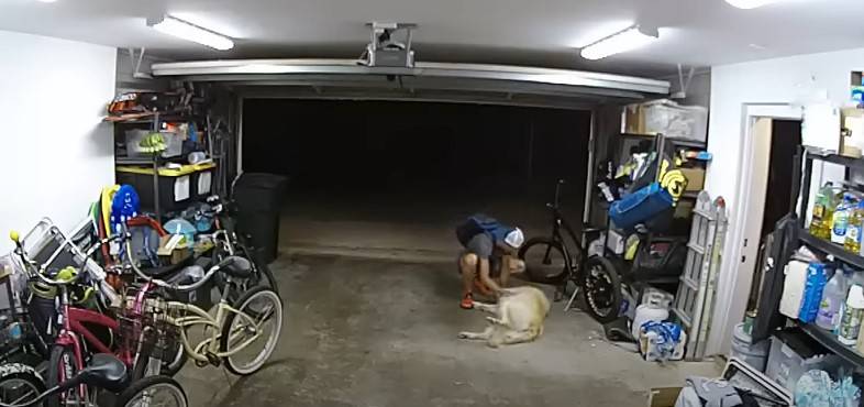بالفيديو- كلب يقاطع عملية سرقة