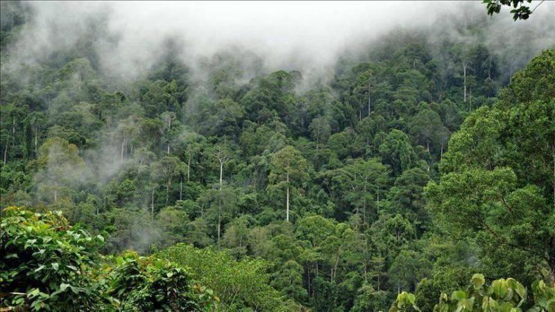 قمة لدول الأمازون تستهدف التعاون للمحافظة على الغابات والتنمية