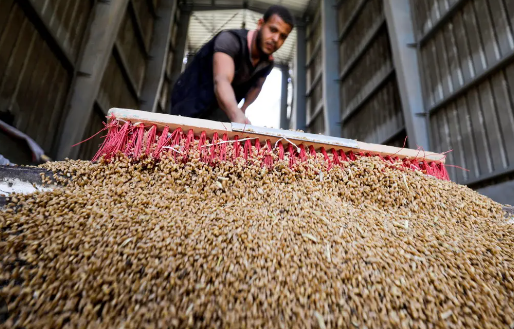 مصر تتوقع بدء شراء القمح من شركة إماراتية قريبا
