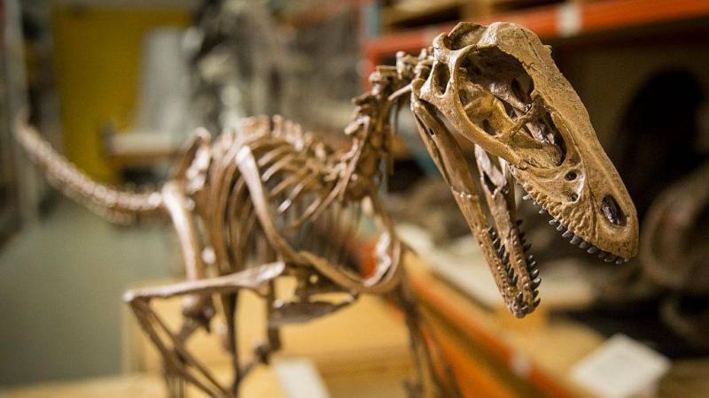 معلومات حديثة عن ديناصورات آكلة للحوم.. طول جمجمتها 1.5 متر