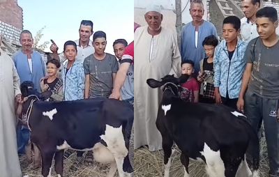 البقرة 