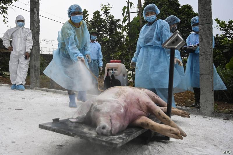 إيطاليا تكافح حمى الخنازير بالإعدام