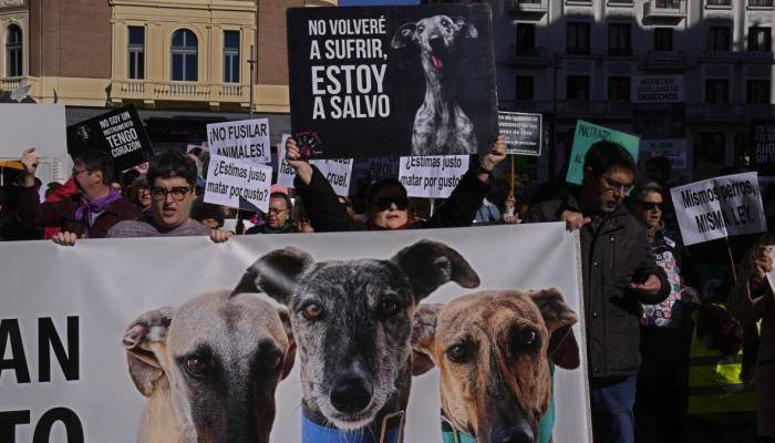قانون جديد للرفق بالحيوان في إسبانيا