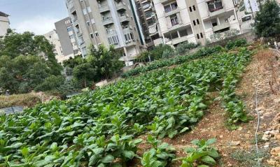 "الريجي" تتحرّك في ذوق مصبح