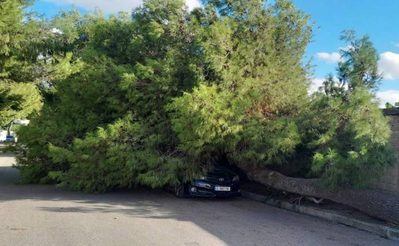 بالصور- العاصفة تطيح بشجرة معمرة في صيدا