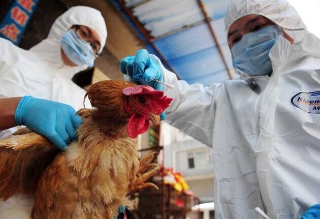 تفشي سلالة خطيرة من إنفلونزا الطيور  في كرواتيا