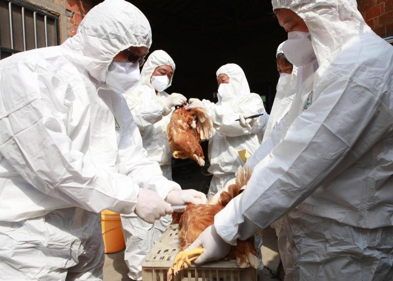اليابان تعدم 40 ألف طائر بسبب أنفلونزا  الطيور