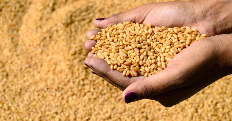 المغرب يمدد حملة استيراد القمح