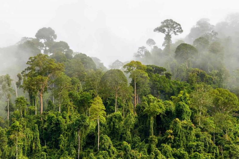 غابات الكونغو المطيرة محط اهتمام (كوب 28)